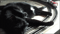 Train-kitty GIFs - Get the best GIF on GIPHY