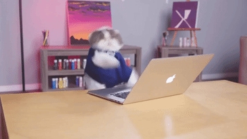 Typing Cat GIFs - Find & Share on GIPHY