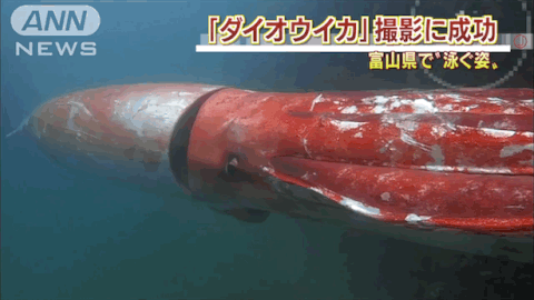 squid