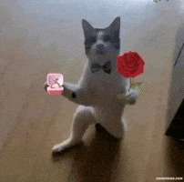 Cyann32 GIF