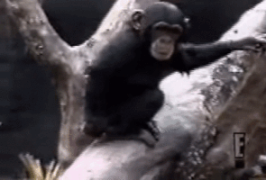 monkey sniffs GIF