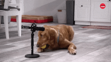 Dog GIF by BuzzFeed