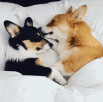 200.gif?cid=f0bdee70vkdp671nsc4268v7qprlodqnqzh0jfht6dlsd4yi&rid=200.gif&ct=g