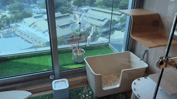 台北貓旅館 GIF by Choc Ye