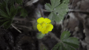 Stop Motion Buttercup GIF by brittany bartley