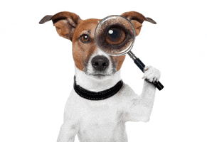 petwebinar GIF