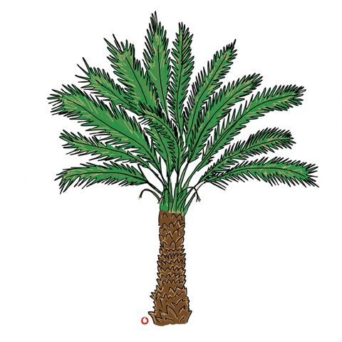 Palm Tree GIF by Vodafone Oman