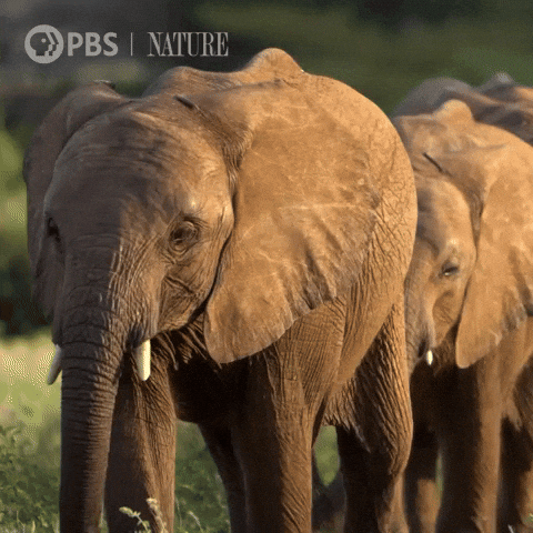 Explore Pbs Nature GIF by Nature on PBS