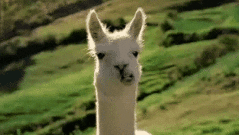 Llama Chew GIF - Find & Share on GIPHY