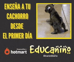 Cachorros GIF